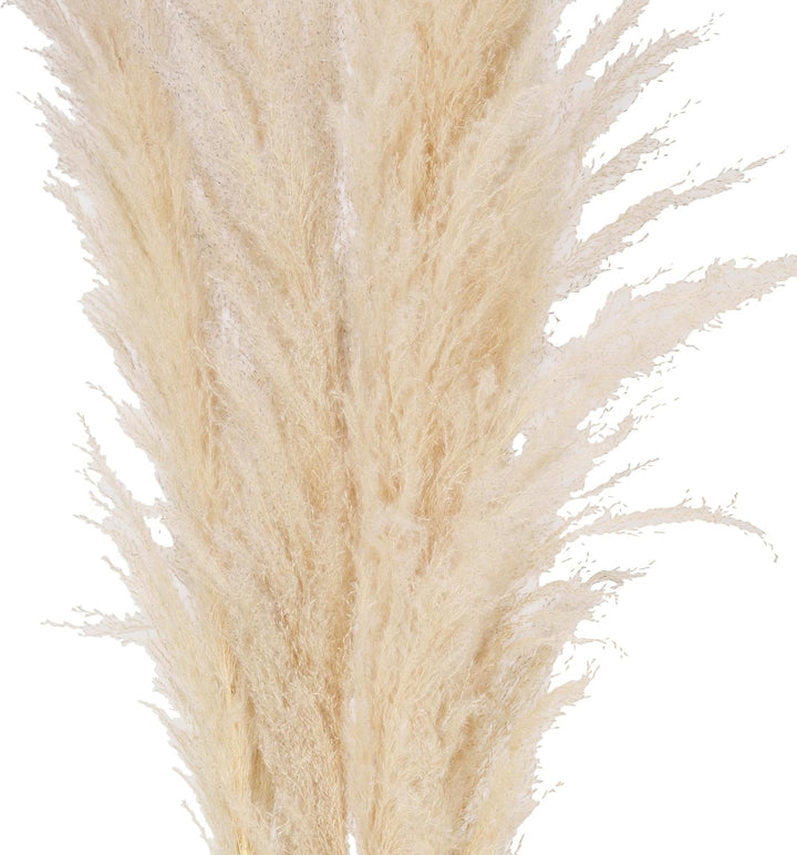 Dried Natural Pampas Grass Bunch