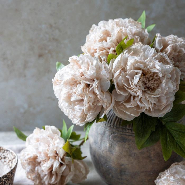 Peony Evening Dew Stem