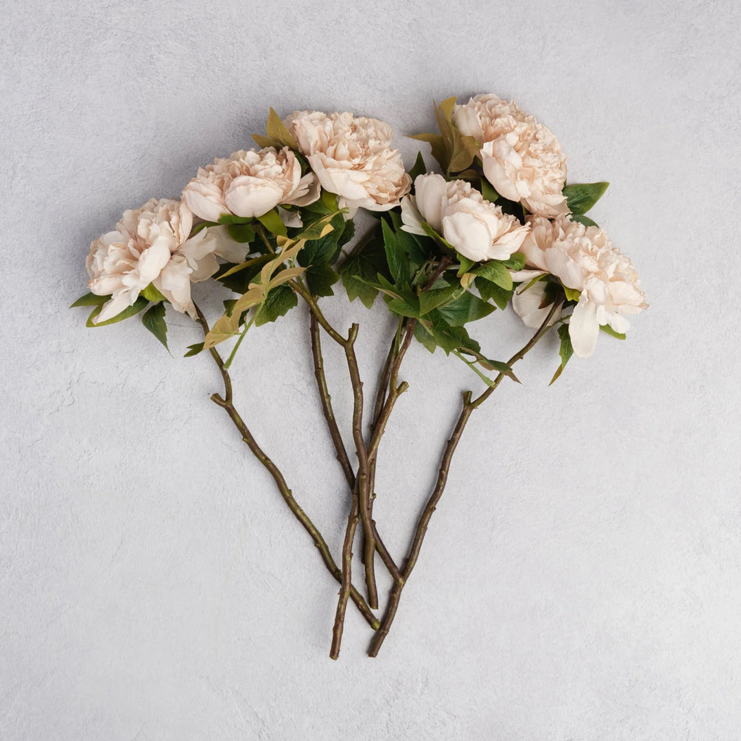Peony Evening Dew Stem