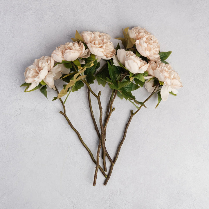 Peony Evening Dew Stem